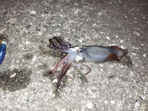 ヒイカの釣果