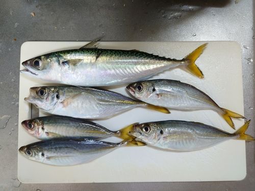 カマスの釣果