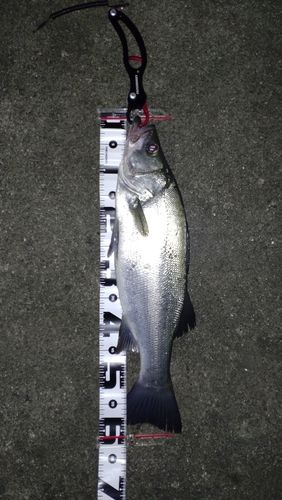 ヒラスズキの釣果