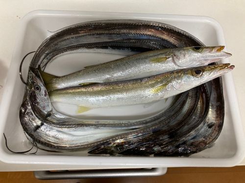 タチウオの釣果