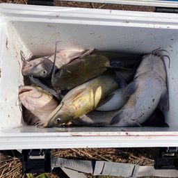 アメリカナマズ