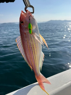 モモイトヨリの釣果