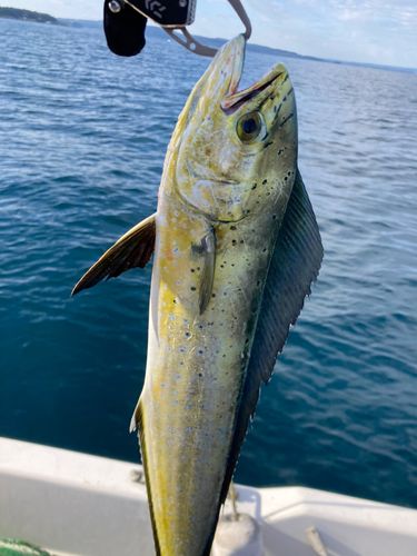 シイラの釣果