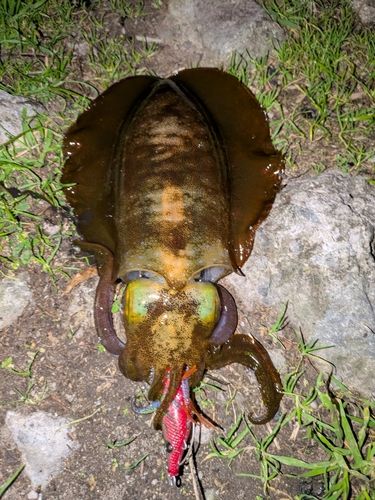 アオリイカの釣果