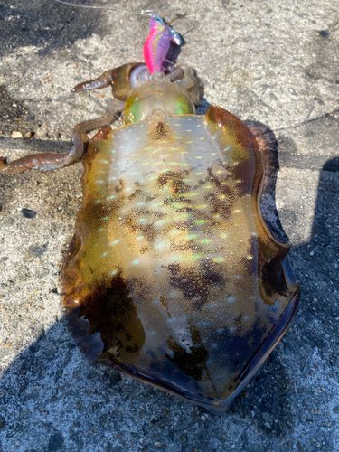 アオリイカの釣果
