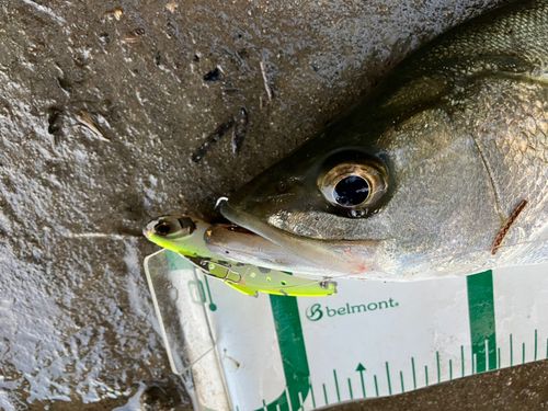 セイゴ（マルスズキ）の釣果