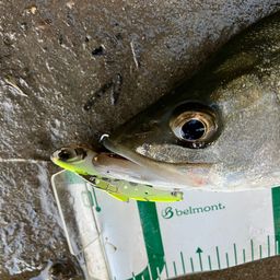 セイゴ（マルスズキ）