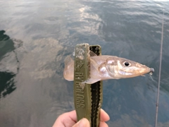 シロギスの釣果