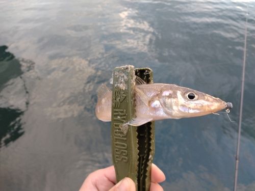 シロギスの釣果