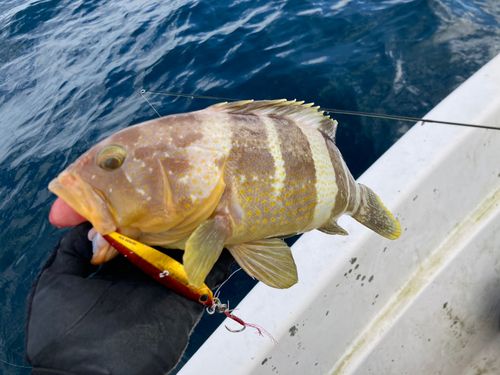 アオハタの釣果