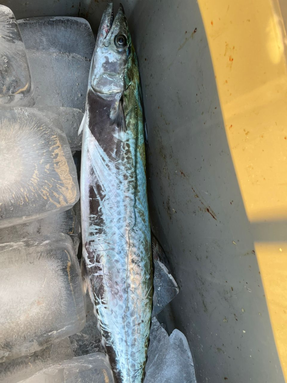 ジギング見習いさんの釣果 2枚目の画像