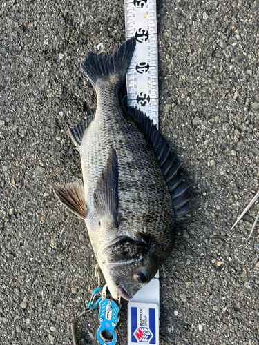 クロダイの釣果