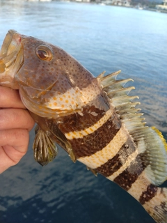 アオハタの釣果