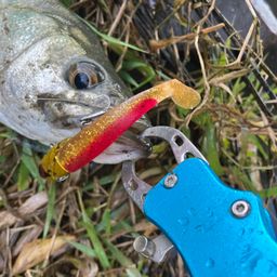 セイゴ（マルスズキ）