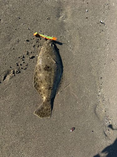 ヒラメの釣果
