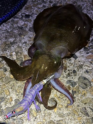 アオリイカの釣果