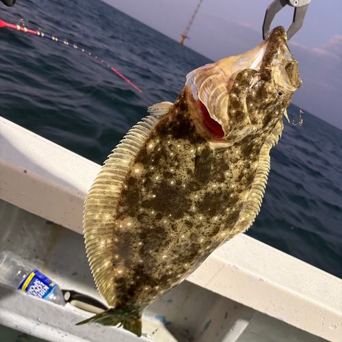 ヒラメの釣果