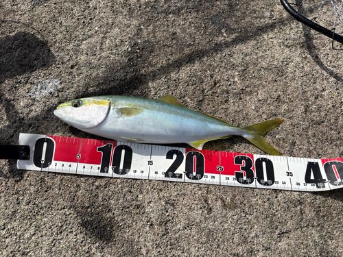 ツバイソの釣果