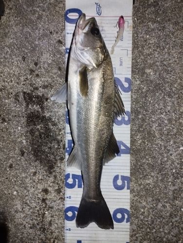 千葉港中央埠頭