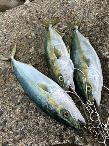 ツバイソの釣果