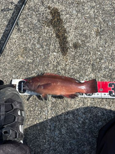 コブダイの釣果