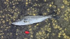 セイゴ（タイリクスズキ）の釣果