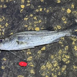 セイゴ（タイリクスズキ）