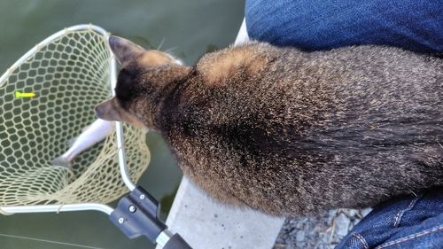ニジマスの釣果