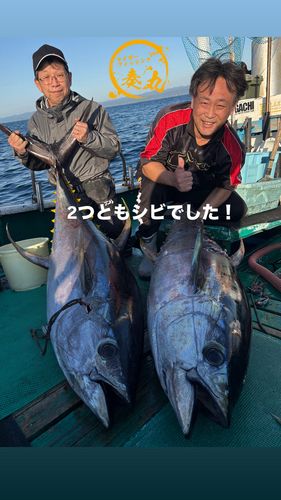 キハダマグロの釣果