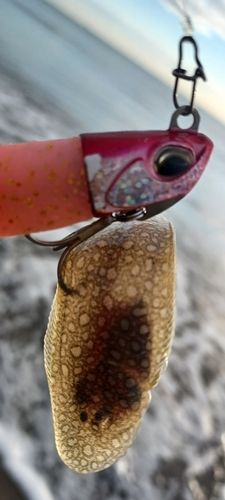 イシガレイの釣果