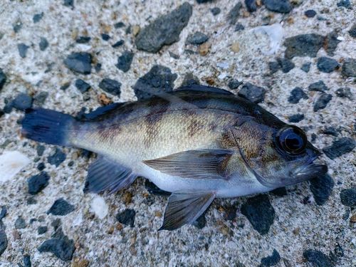 クロメバルの釣果