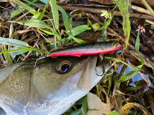 セイゴ（マルスズキ）の釣果