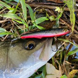 セイゴ（マルスズキ）