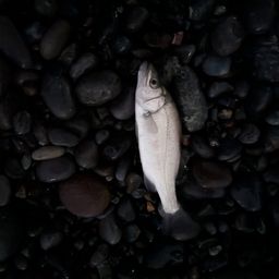 セイゴ（ヒラスズキ）