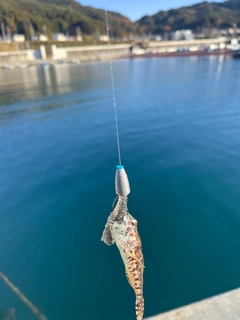 アサヒアナハゼの釣果