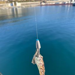 アサヒアナハゼ