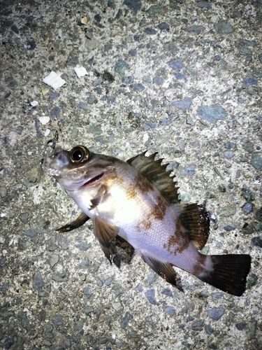 メバルの釣果