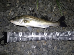 フッコ（マルスズキ）の釣果