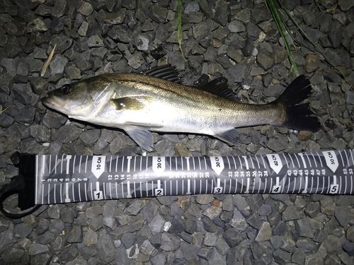 フッコ（マルスズキ）の釣果