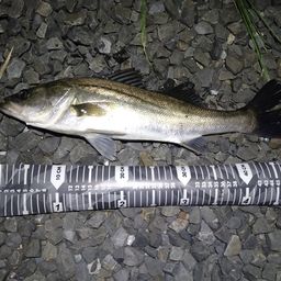 フッコ（マルスズキ）