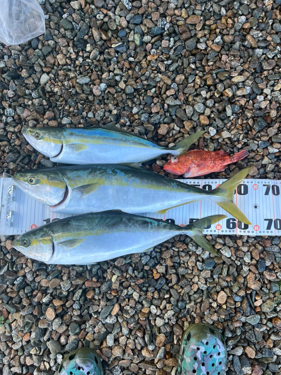 SHIMANO 19オシアジガー F カスタム 1501HGの最安値・インプレ・釣果