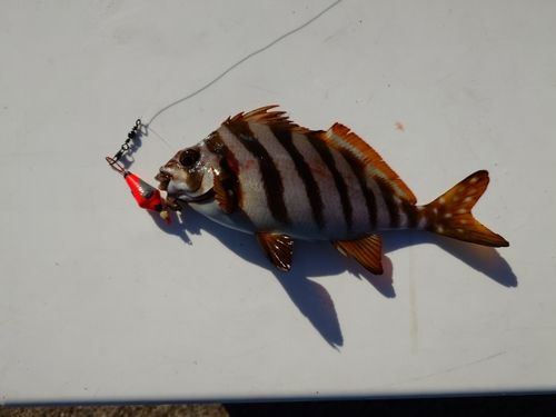 タカノハダイの釣果