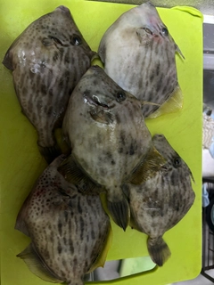 カワハギの釣果