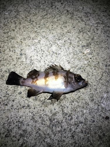 メバルの釣果