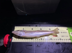 シロギスの釣果