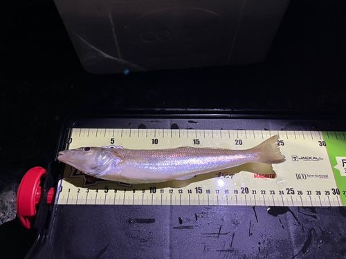 シロギスの釣果