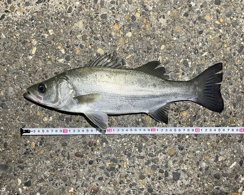 フッコ（ヒラスズキ）の釣果