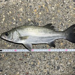 フッコ（ヒラスズキ）