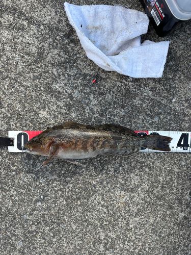 アイナメの釣果