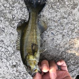 スモールマウスバス